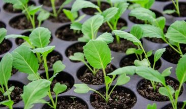 Не губите рассаду: почему нельзя сеять капусту в феврале и когда на самом деле пора начинать