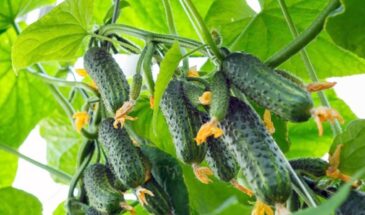 «Феличита F1» в лидерах: 20 сортов огурцов, которые дадут урожай даже у новичка — выбираем лучшие для теплицы и грядки