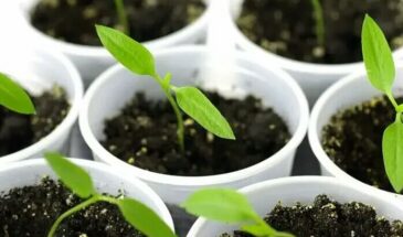 Перец всходит за 5 дней: три простых секрета — ваша рассада будет крепкой и здоровой