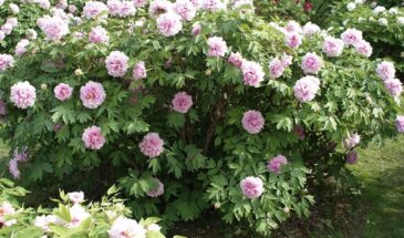 Февральская ошибка садовода: почему древовидные пионы с почками — это риск и как не потерять растение до посадки