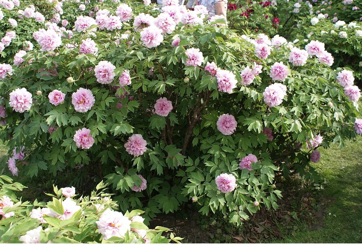 Февральская ошибка садовода: почему древовидные пионы с почками — это риск и как не потерять растение до посадки