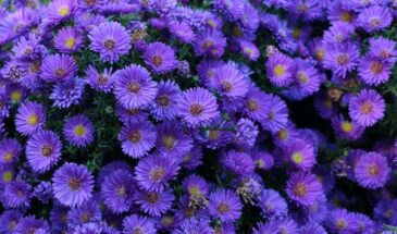 Астра «Мармара», от которой невозможно отвести взгляд: синий водопад с золотой серединкой, который цветёт до морозов и не требует никакого ухода