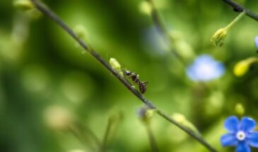 Муравьи и тля убегут к соседям: копеечная смесь из сыворотки и нашатыря душит вредителей за считанные минуты — и урожай спасён