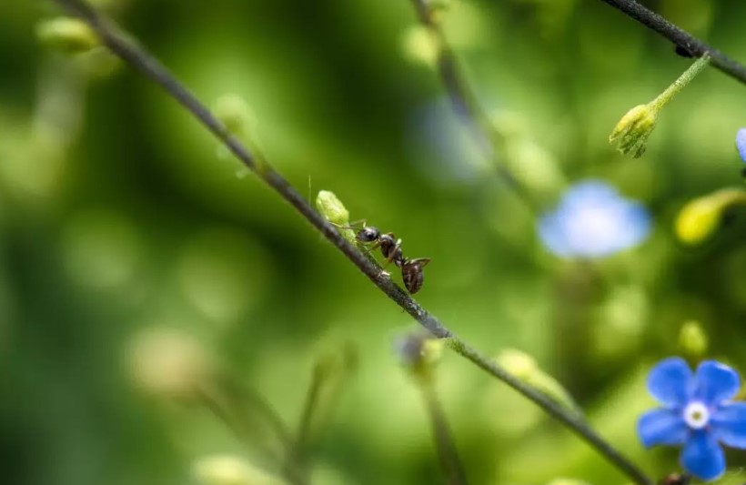 Муравьи и тля убегут к соседям: копеечная смесь из сыворотки и нашатыря душит вредителей за считанные минуты — и урожай спасён