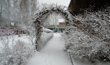 Оттепель днём, мороз ночью — и сад под ледяным панцирем: три простых способа спасти растения, пока корни не задохнулись