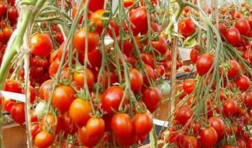 Астрологи назвали лучшие дни для посева в 2026 году — записывайте, чтобы ваши помидорчики были «жирными», здоровыми и радовали урожаем до самой осени