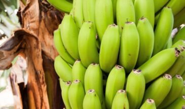 В России вводят ГОСТ на бананы: с марта все плоды должны быть строго 14 см, зелеными и пахнуть огурцом  — иначе на полку не попадут