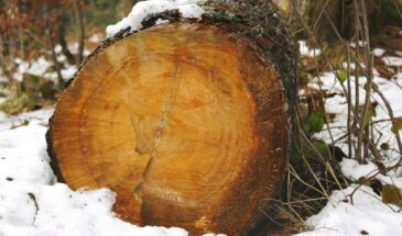 Удаление пней на даче: секретный ингредиент, который сэкономит вам силы и время