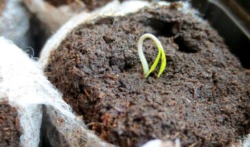 Замочите семена так — и они взойдут в 2 раза быстрее: 20 проверенных способов, о которых молчат опытные дачники