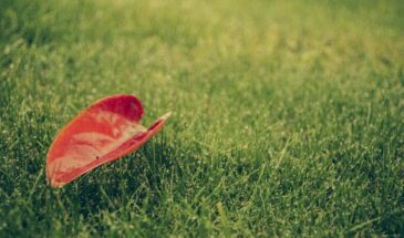 Газон выглядит уставшим после зимы — сделайте это, и трава станет густой за две недели