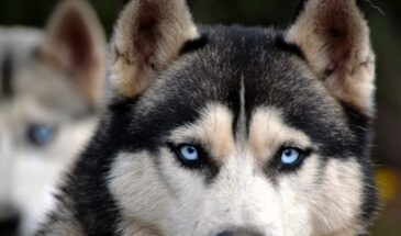 Линька хаски накрыла дом за неделю — спасает только один системный приём, о котором молчат заводчики