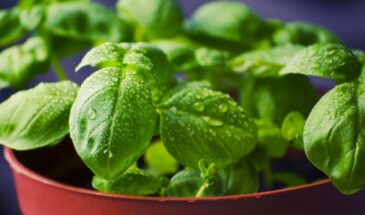 Посейте в конце февраля — и всё лето будете собирать ароматный базилик: секрет, который даёт зелень уже в июне