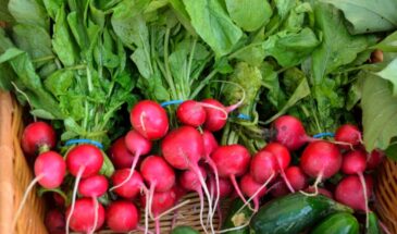 Редис уходит в стрелку за одну ночь: одна ошибка со светом, которая губит весь урожай, и простой способ получить сочные корнеплоды даже в жару