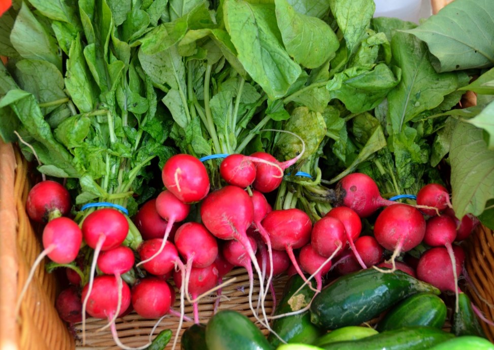 Редис уходит в стрелку за одну ночь: одна ошибка со светом, которая губит весь урожай, и простой способ получить сочные корнеплоды даже в жару