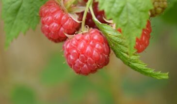 Малина захватила весь участок и лезет к соседям: один материал, который остановит агрессивные корни без химии и лишних хлопот