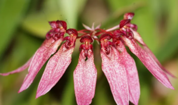 Эта орхидея выглядит как пришелец из космоса: почему коллекционеры охотятся за бульбофиллумом, хотя уход за ним стоит нервов