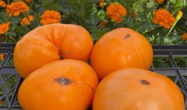 Сладкий как дыня, с плотной мякотью почти без семян: новый томат-хит, за которым охотятся дачники