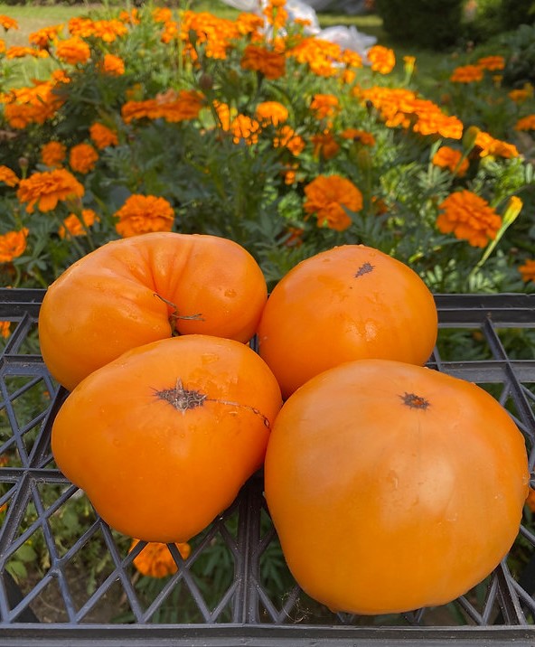 Сладкий как дыня, с плотной мякотью почти без семян: новый томат-хит, за которым охотятся дачники