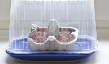 Бесплатный парник на подоконнике: 3 гениальных способа вырастить крепкую рассаду из того, что валяется дома