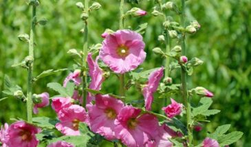 Мальва на даче: цветок-гигант с роскошными бутонами, который цветёт всё лето и не требует сложного ухода