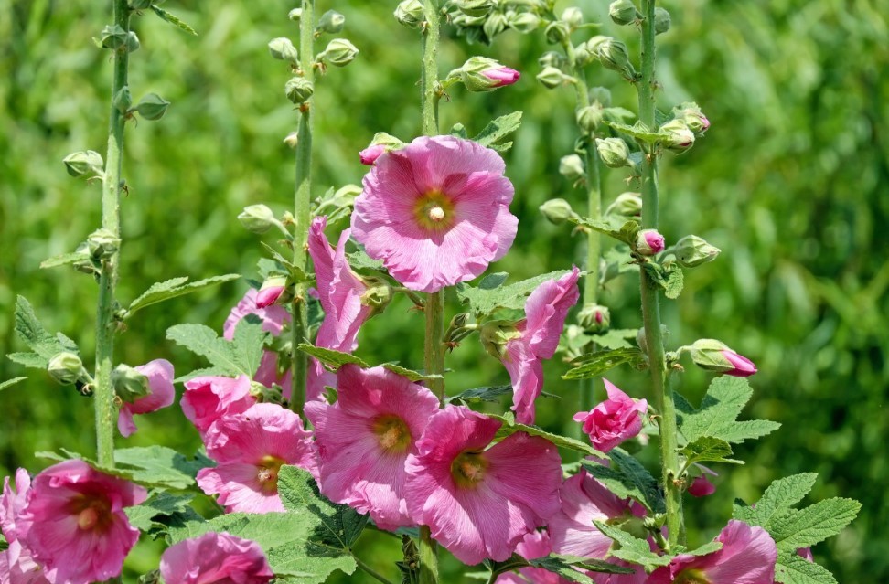 Мальва на даче: цветок-гигант с роскошными бутонами, который цветёт всё лето и не требует сложного ухода