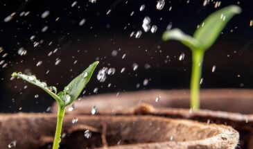 Успей до марта: последний шанс посеять перцы и баклажаны на рассаду — если опоздаешь, останешься без урожая, а эти простые правила гарантируют результат