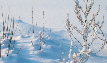 Власьев день 24 февраля: что можно и нельзя делать — народные приметы и традиции