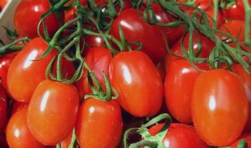 Томат «Маруся»: неприхотливый сорт с плодами-сливками для открытого грунта и теплиц