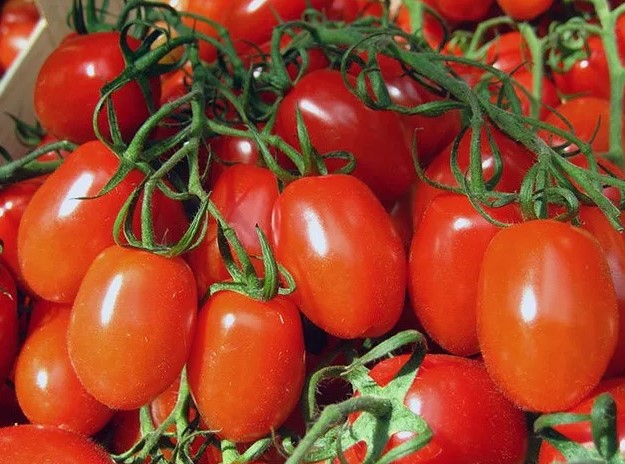 Томат «Маруся»: неприхотливый сорт с плодами-сливками для открытого грунта и теплиц