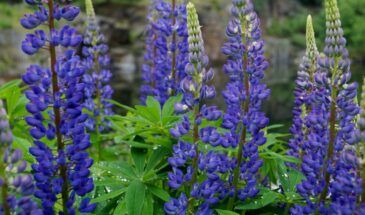 Эти синие «свечи» покорят ваш сад! Как вырастить дельфиниум из семян