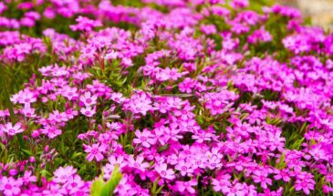 Эти цветы пахнут всё лето! Как вырастить флокс Друммонда из семян