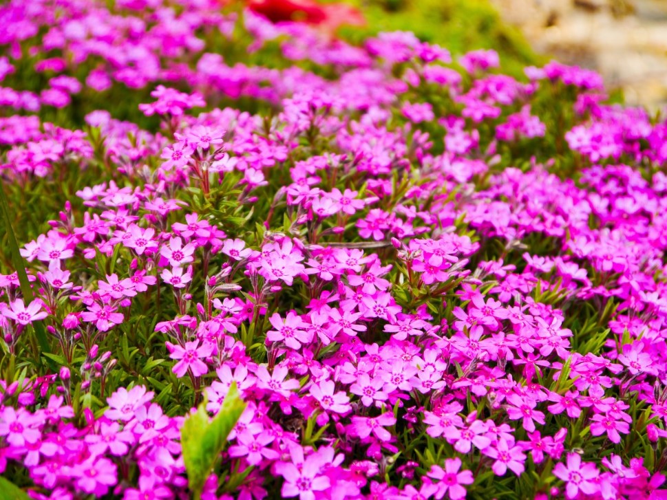 Эти цветы пахнут всё лето! Как вырастить флокс Друммонда из семян