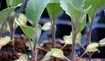 Не сейте капусту в апреле! Почему март — единственный шанс на богатый урожай