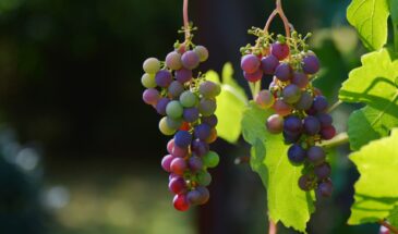 Дача без хлопот: как сделать так, чтобы почва трудилась за вас, а не вы за неё