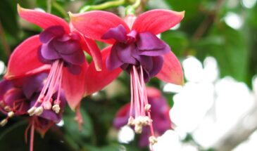 Фуксия, которая цветёт без отдыха: секрет растения —  не отвести глаз