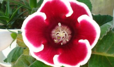 Глоксиния — цветёт без остановки: секрет растения, которое простит ошибки новичка