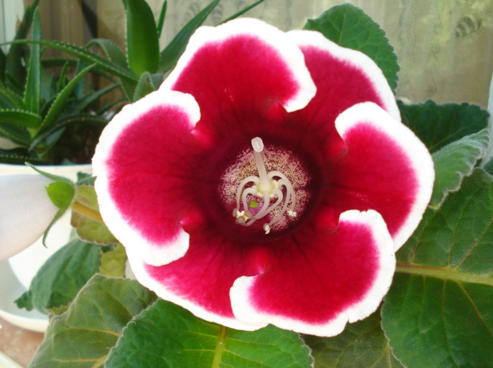 Глоксиния — цветёт без остановки: секрет растения, которое простит ошибки новичка