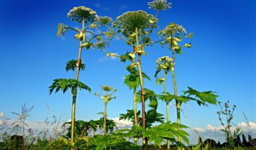 Дачникам напомнили, что нужно срочно убрать с участка до 1 марта