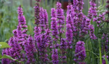 Дербенник иволистный: цветок, который превратит ваш сад в уголок дикой природы — и почти не требует ухода