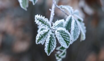 27 февраля — Весноуказчик: одна примета на погоду, которая никогда не подводит