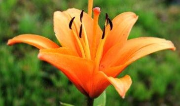 Одна луковица — целая клумба: способ размножить лилии, который работает безотказно