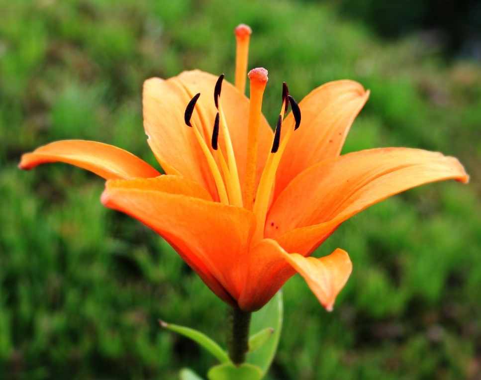 Одна луковица — целая клумба: способ размножить лилии, который работает безотказно