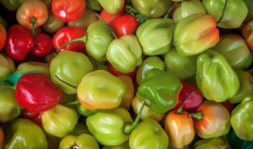 Эти 7 перцев дадут урожай даже на обычной грядке: сорта, которые не боятся капризов погоды