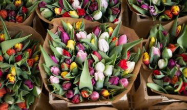 Букет с подвохом: 6 цветов, которые могут вызвать аллергию у женщин 8 Марта — врачи предупредили