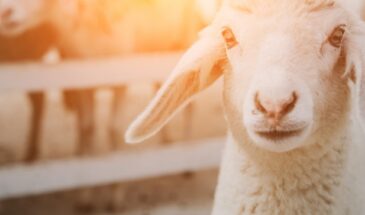 28 февраля — Онисим Овчарник, Зимобор: приметы, которые расскажут, какой будет весна и стоит ли ждать холодов