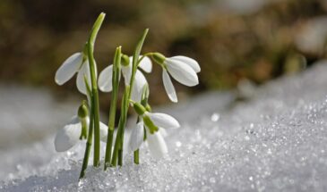 Первые цветы весны: 15 растений, которые зацветут, когда ещё лежит снег — сад проснётся раньше всех