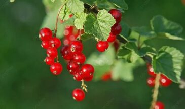 Смородина без тли и клеща: чем облить кусты в марте, чтобы вредители исчезли навсегда