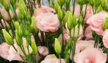 Эустома не растёт? 8 ошибок, которые губят рассаду — исправьте сейчас, чтобы летом любоваться цветами