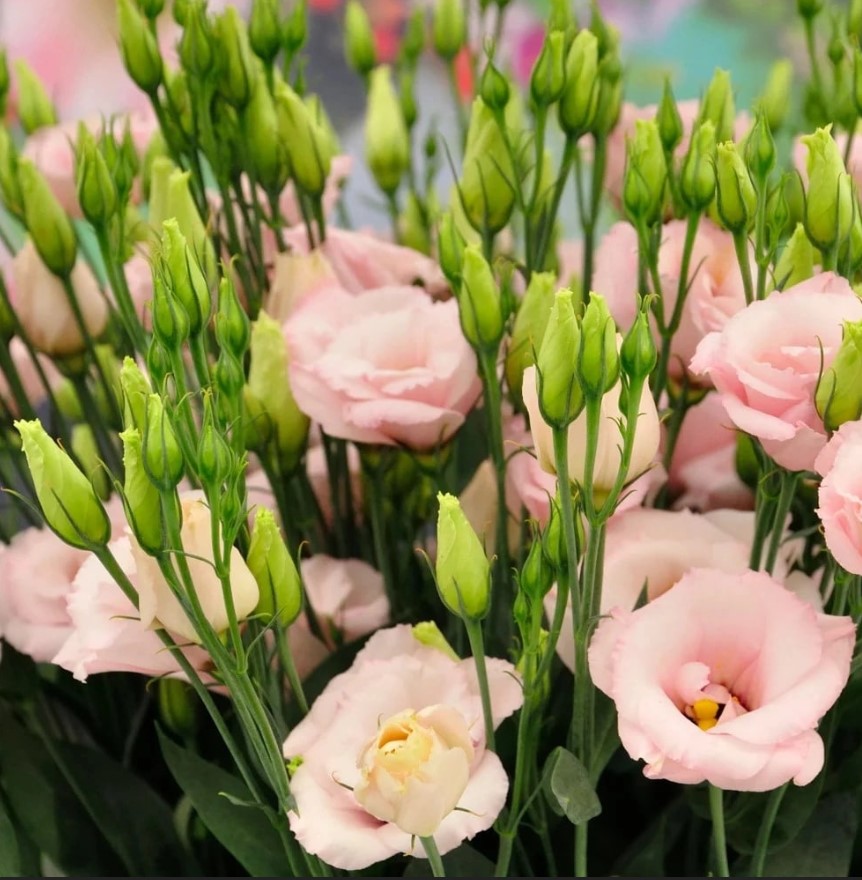 Эустома не растёт? 8 ошибок, которые губят рассаду — исправьте сейчас, чтобы летом любоваться цветами