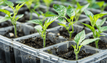 Перец взошёл? Срочно сделайте эти 5 шагов — иначе рассада вытянется и погибнет